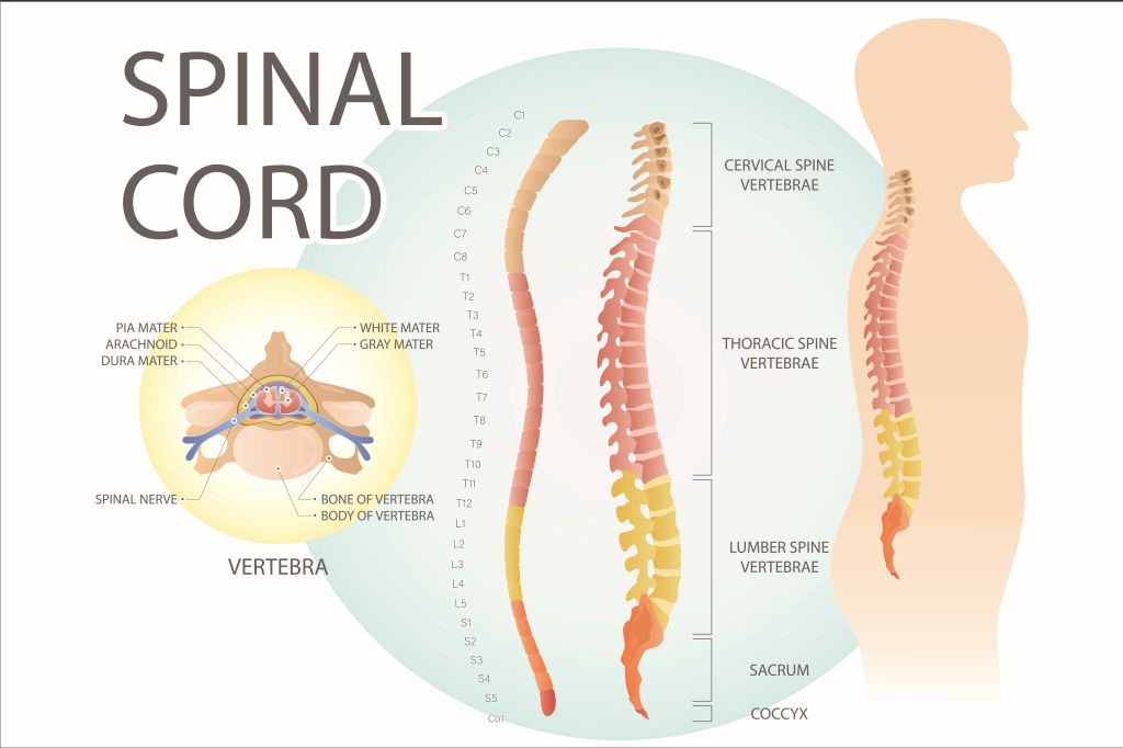 The Spinal Cord Spinal Nerves Spine Info